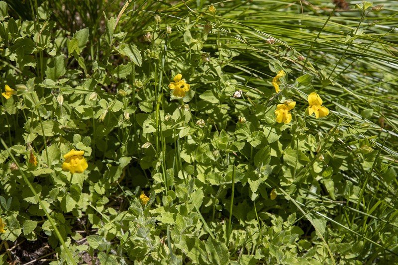 Tiling's Monkeyflower photo 3