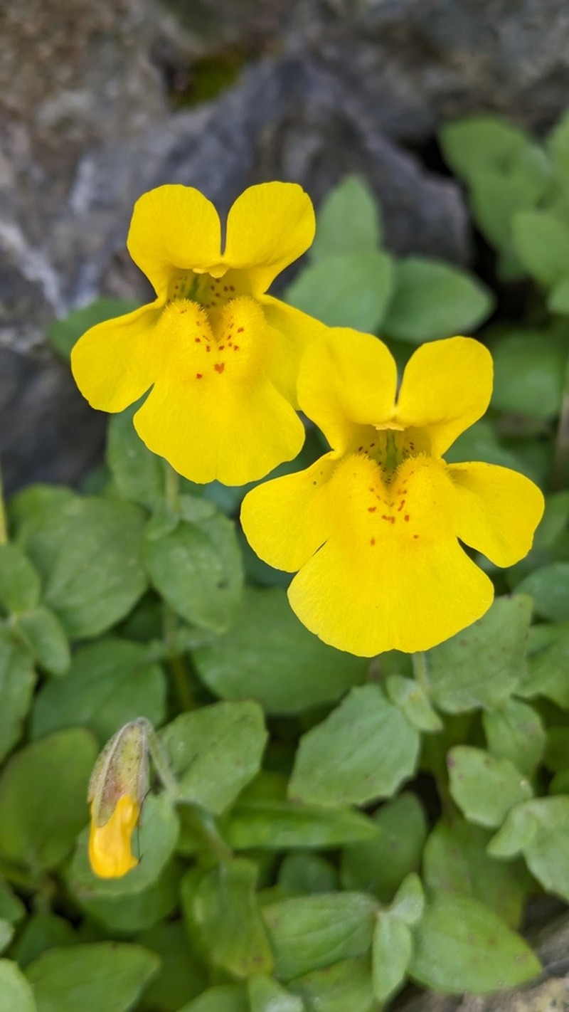 Tiling's Monkeyflower photo 4
