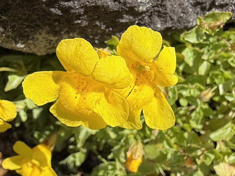Tiling's Monkeyflower photo 5