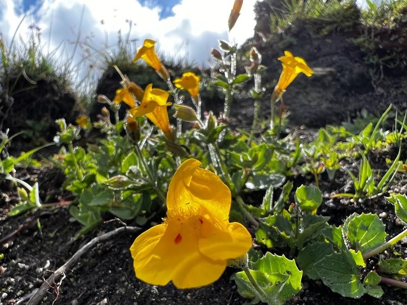 Tiling's Monkeyflower photo 6