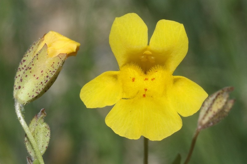 Tiling's Monkeyflower photo 7