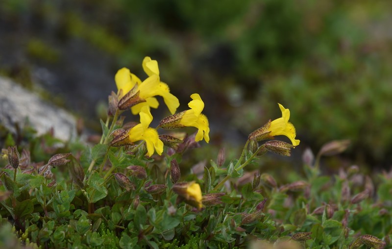 Tiling's Monkeyflower photo 8