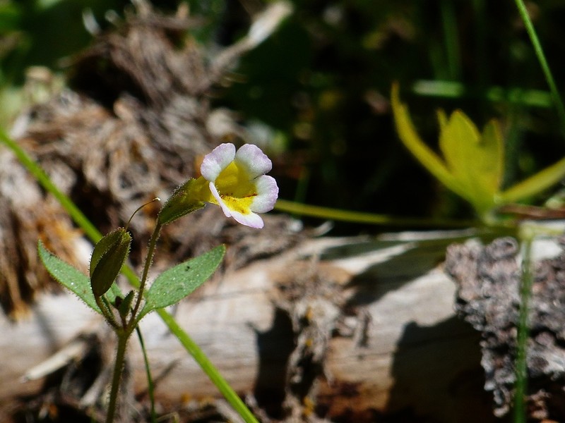 Erythranthe trinitiensis