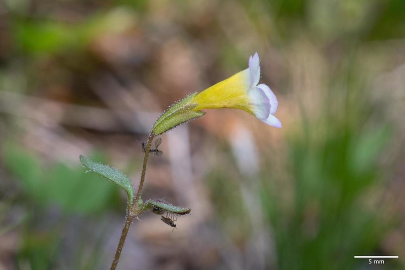 Erythranthe trinitiensis photo 2