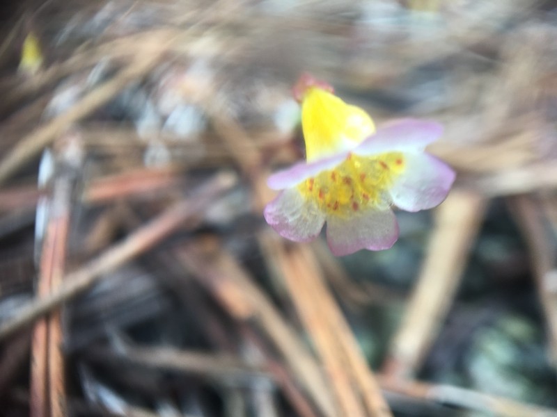 Erythranthe trinitiensis photo 3