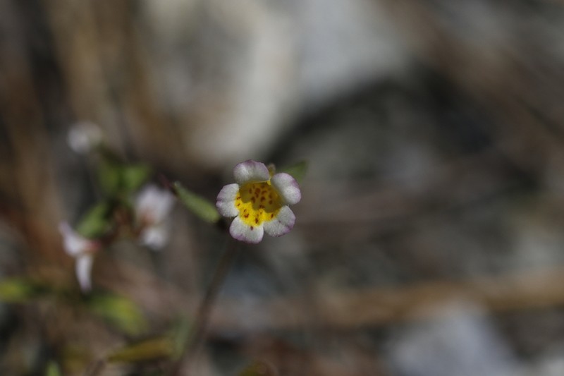Erythranthe trinitiensis photo 4