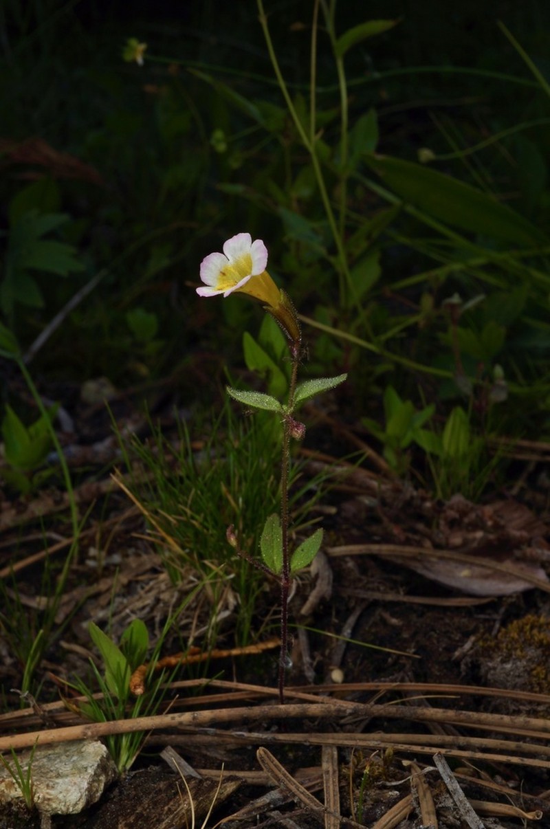 Erythranthe trinitiensis photo 6
