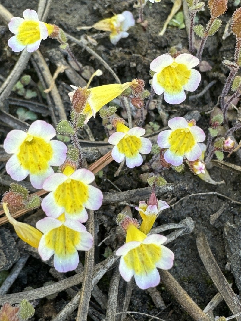 Erythranthe trinitiensis photo 7