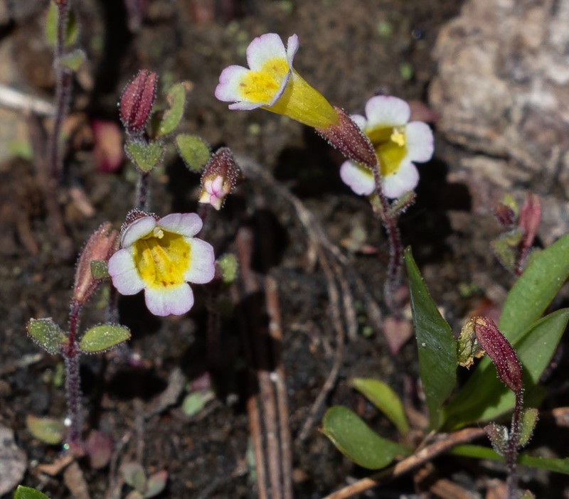 Erythranthe trinitiensis photo 8