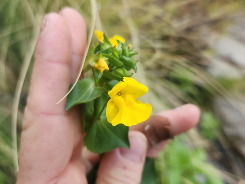 Erythranthe unimaculata