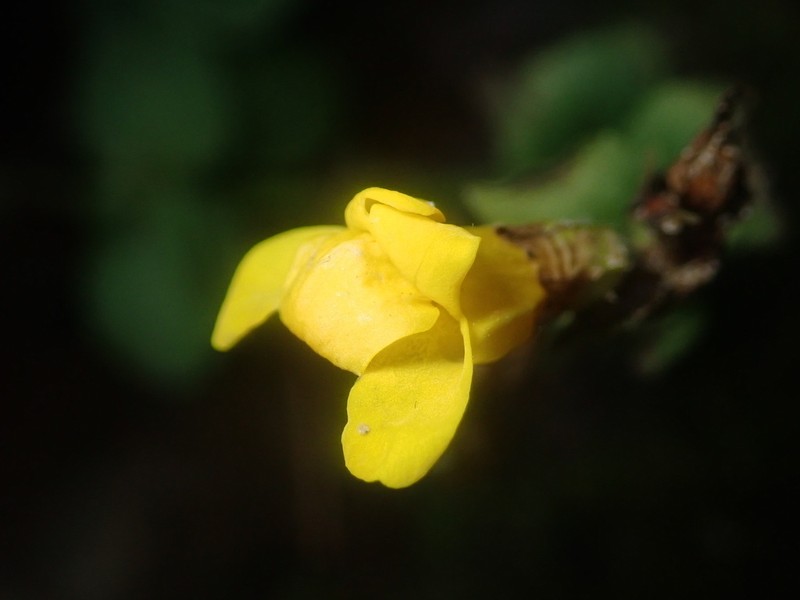 Erythranthe unimaculata photo 3