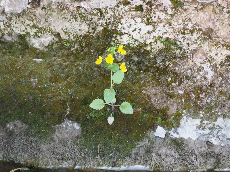 Erythranthe unimaculata photo 6