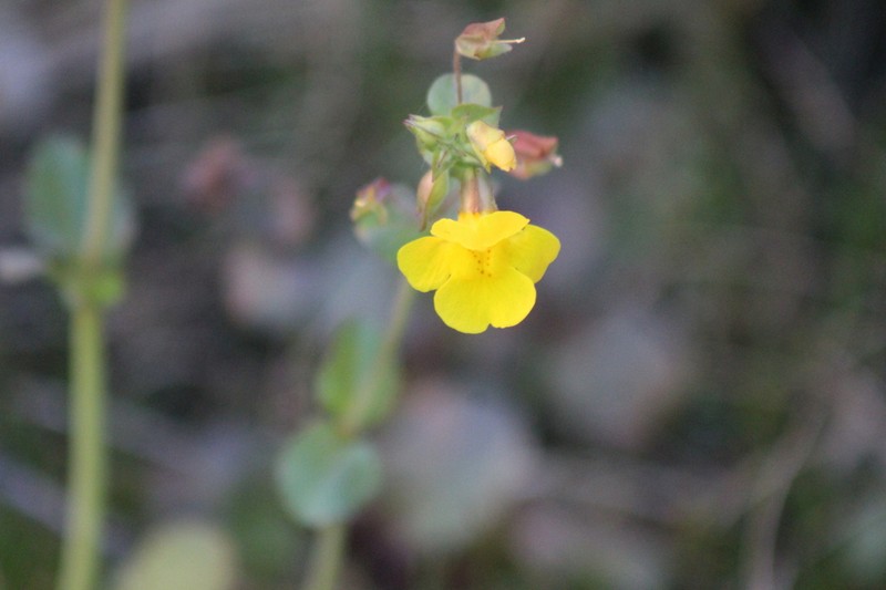 Erythranthe unimaculata photo 7