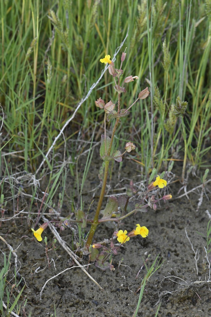 Erythranthe utahensis