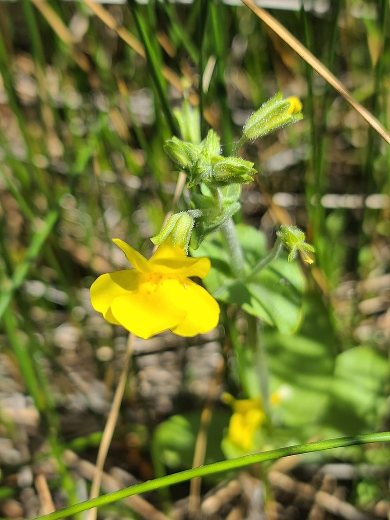 Erythranthe utahensis photo 2