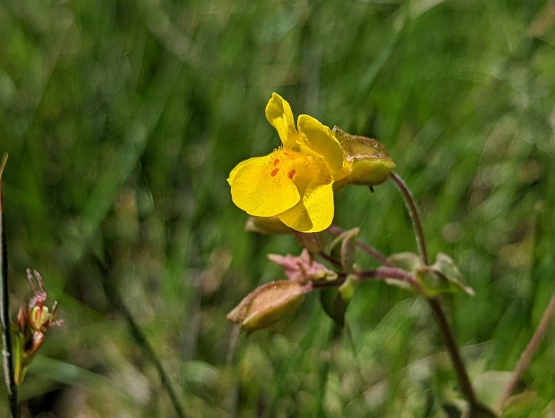 Erythranthe utahensis photo 4