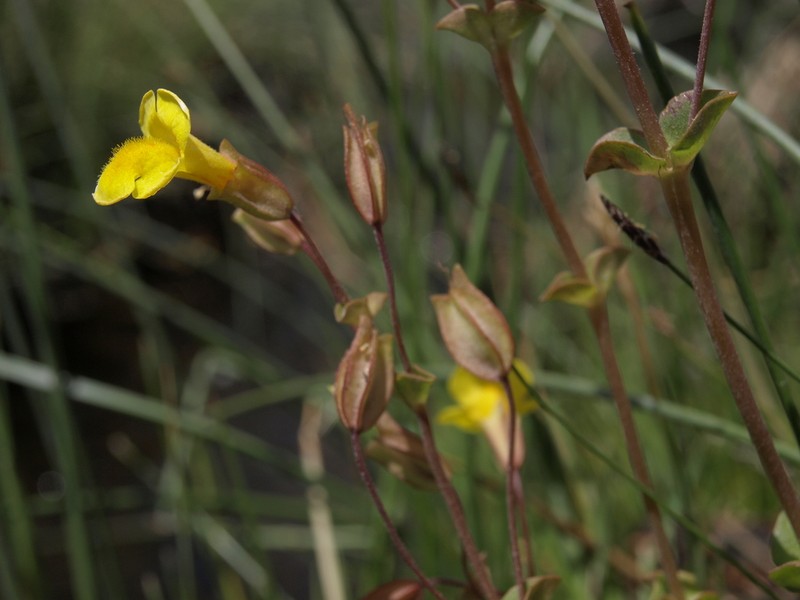 Erythranthe utahensis photo 5