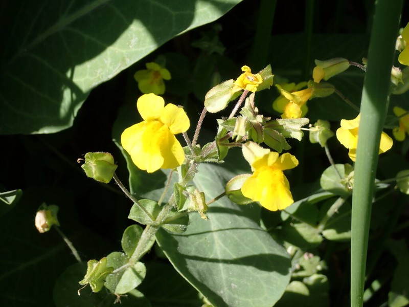 Erythranthe utahensis photo 6