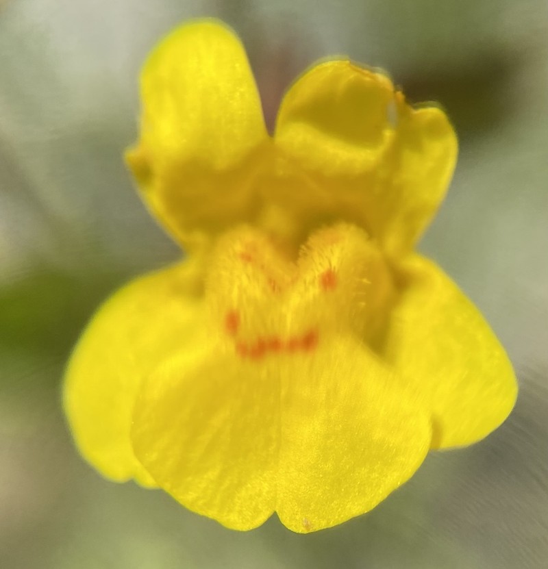 Erythranthe utahensis photo 7