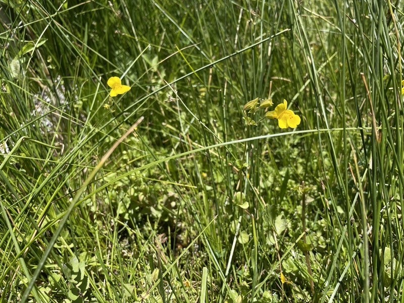 Erythranthe utahensis photo 8