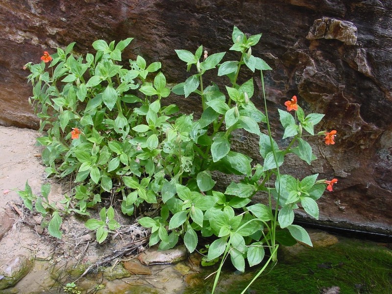 Erythranthe verbenacea photo 4