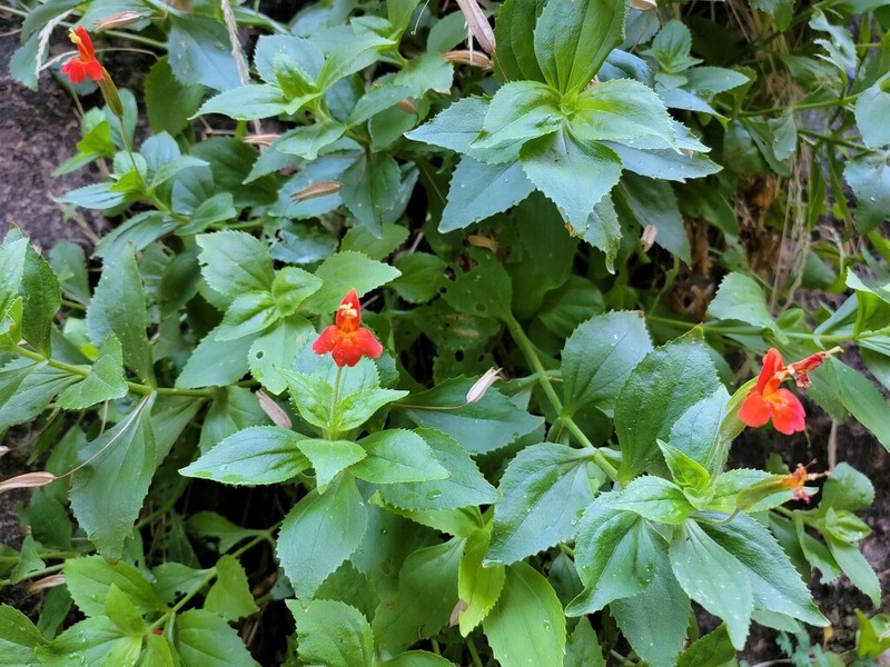 Erythranthe verbenacea photo 6