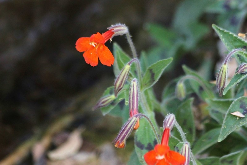 Erythranthe verbenacea photo 7