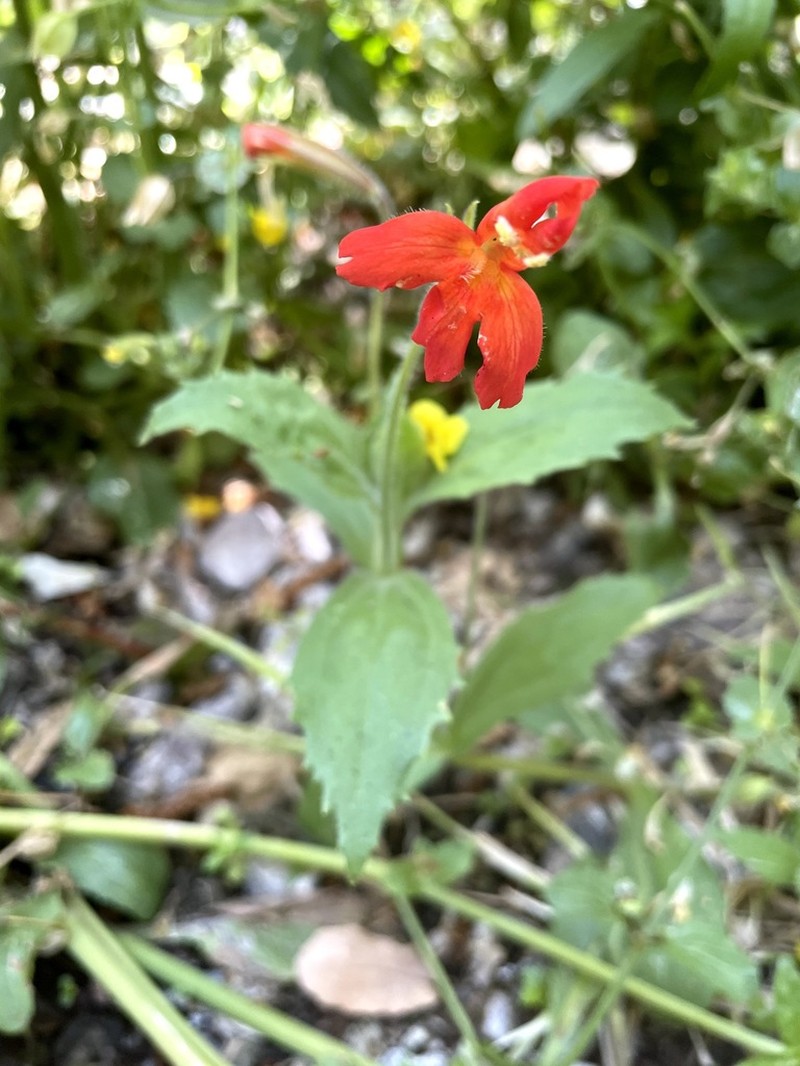 Erythranthe verbenacea photo 8