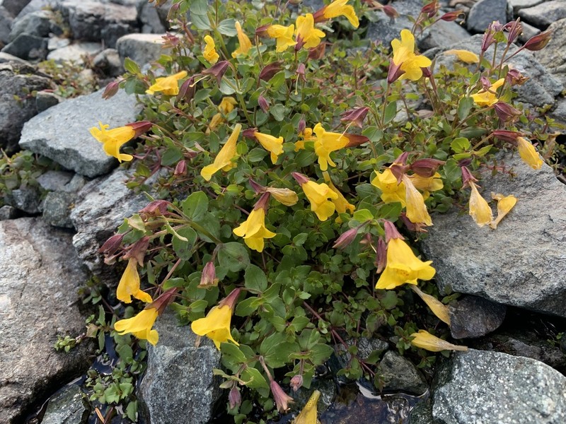 Erythranthe veronicifolia