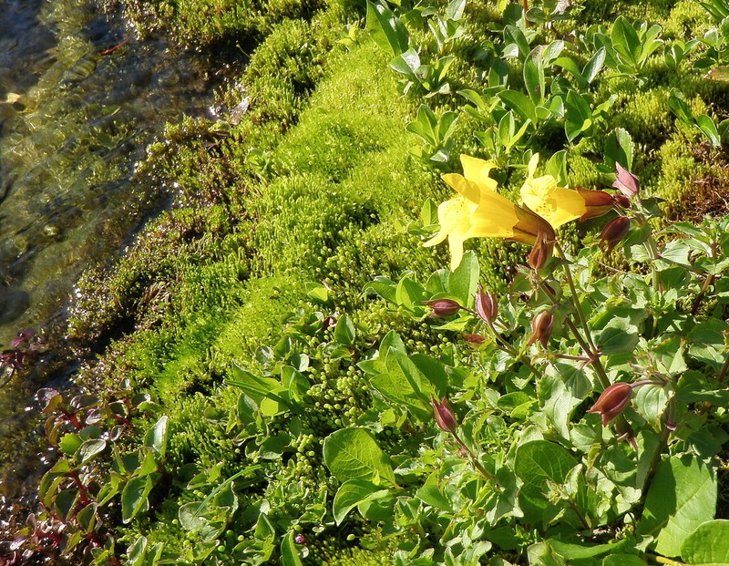 Erythranthe veronicifolia photo 2