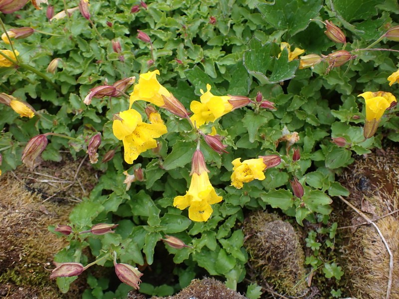 Erythranthe veronicifolia photo 3