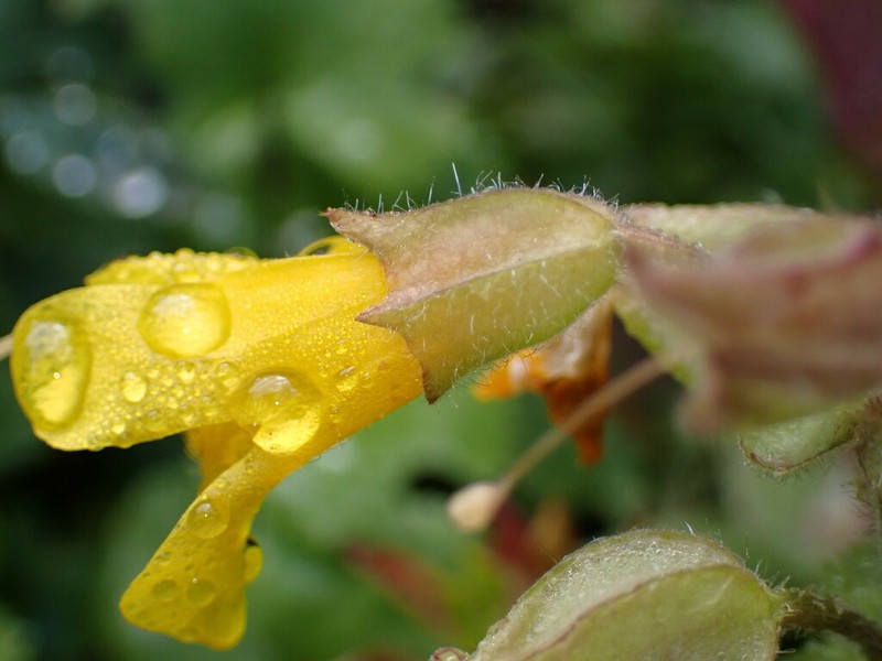 Erythranthe veronicifolia photo 4