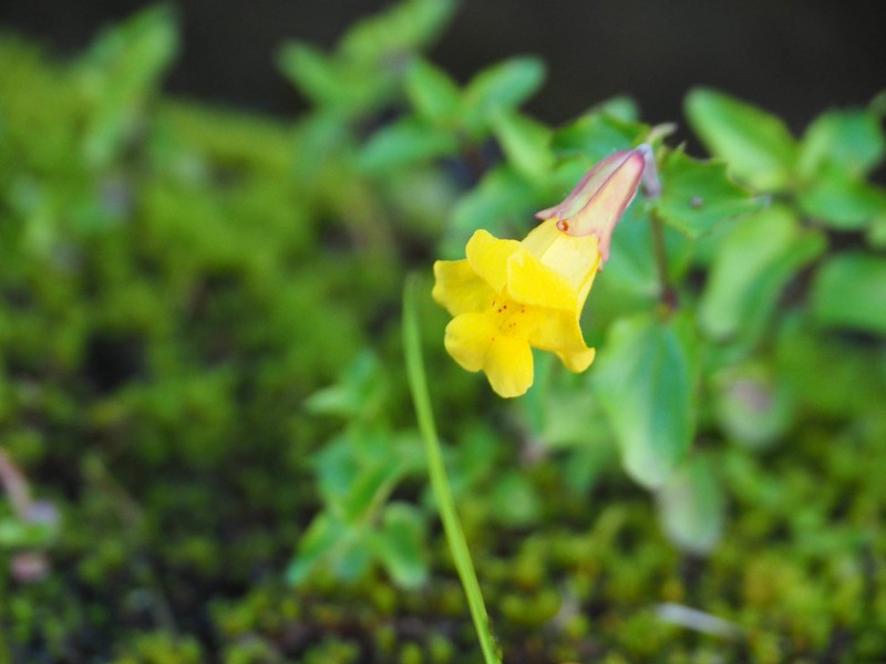 Erythranthe veronicifolia photo 5