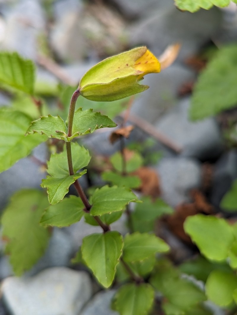 Erythranthe veronicifolia photo 6