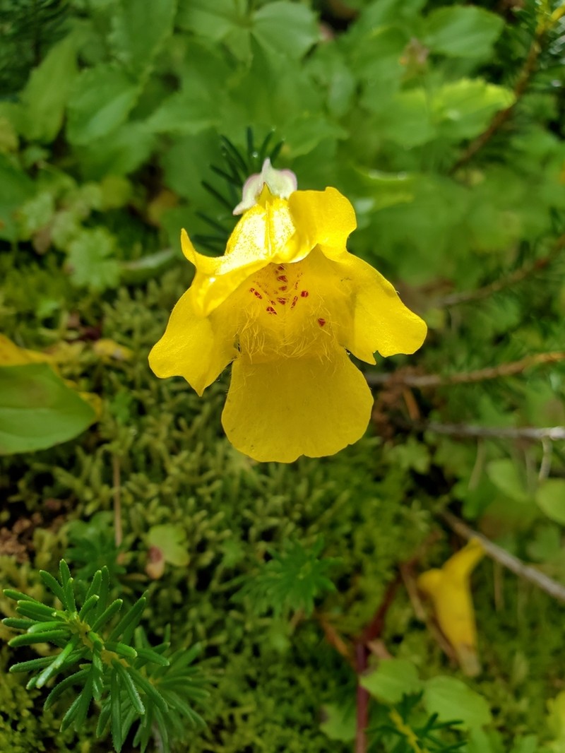 Erythranthe veronicifolia photo 8