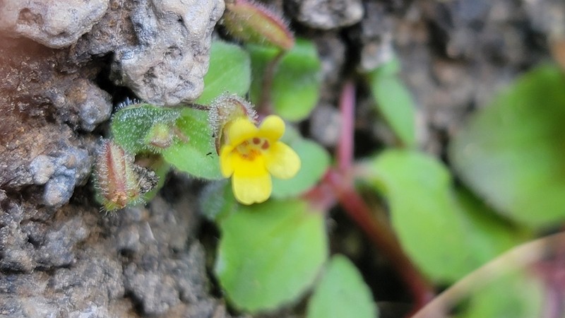 Erythranthe visibilis