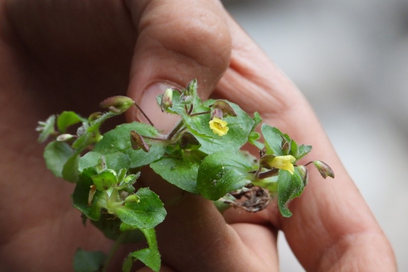 Erythranthe visibilis photo 2