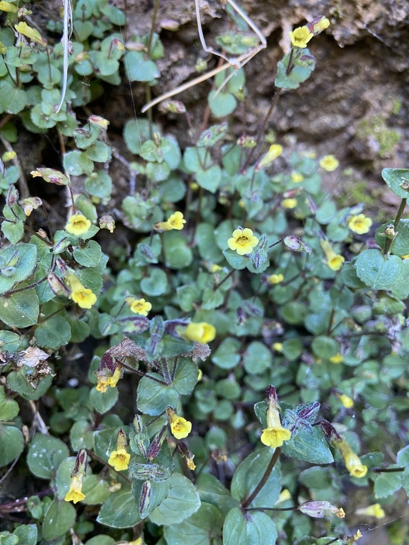 Erythranthe visibilis photo 3