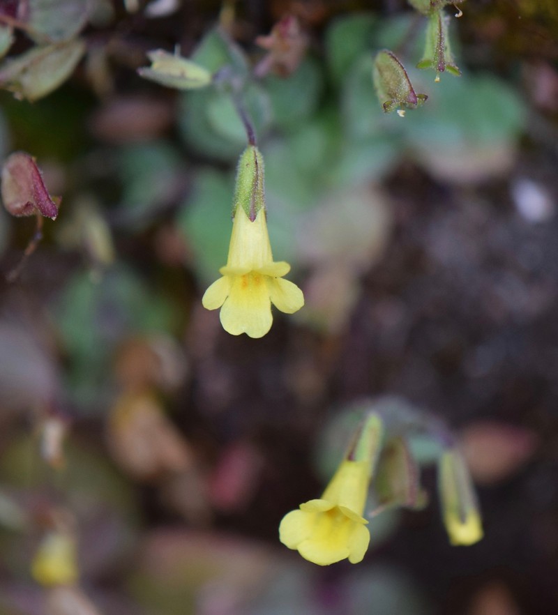 Erythranthe visibilis photo 7