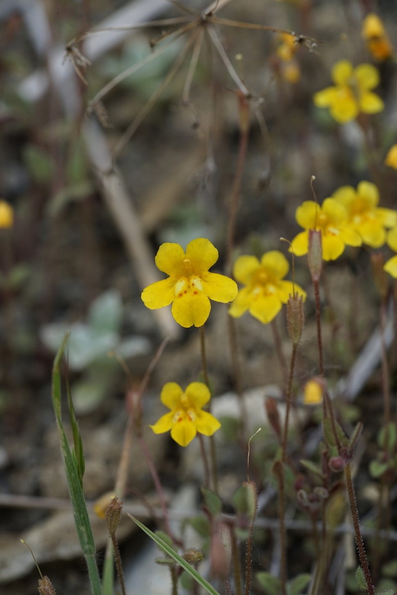 Washington Monkeyflower