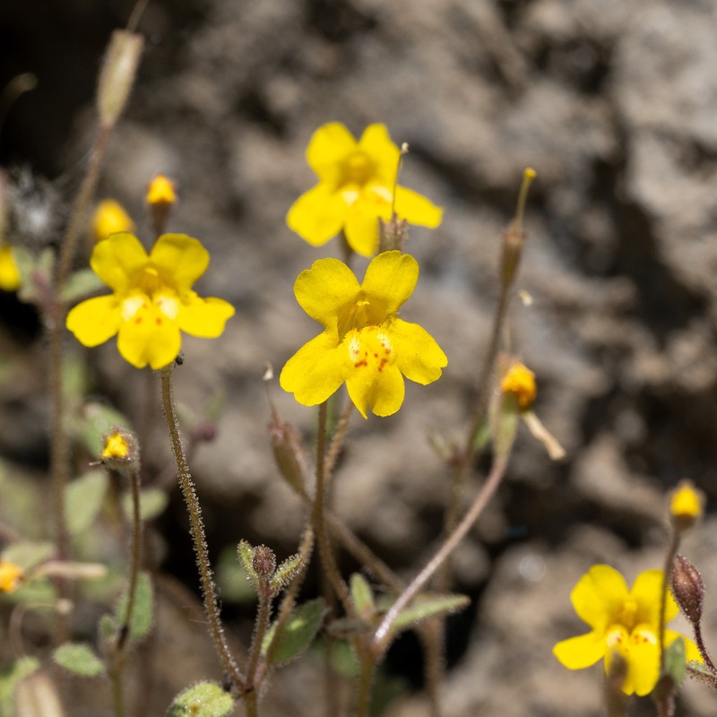 Washington Monkeyflower photo 2