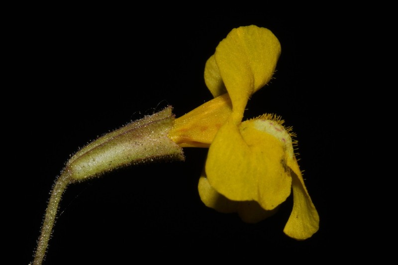 Washington Monkeyflower photo 3