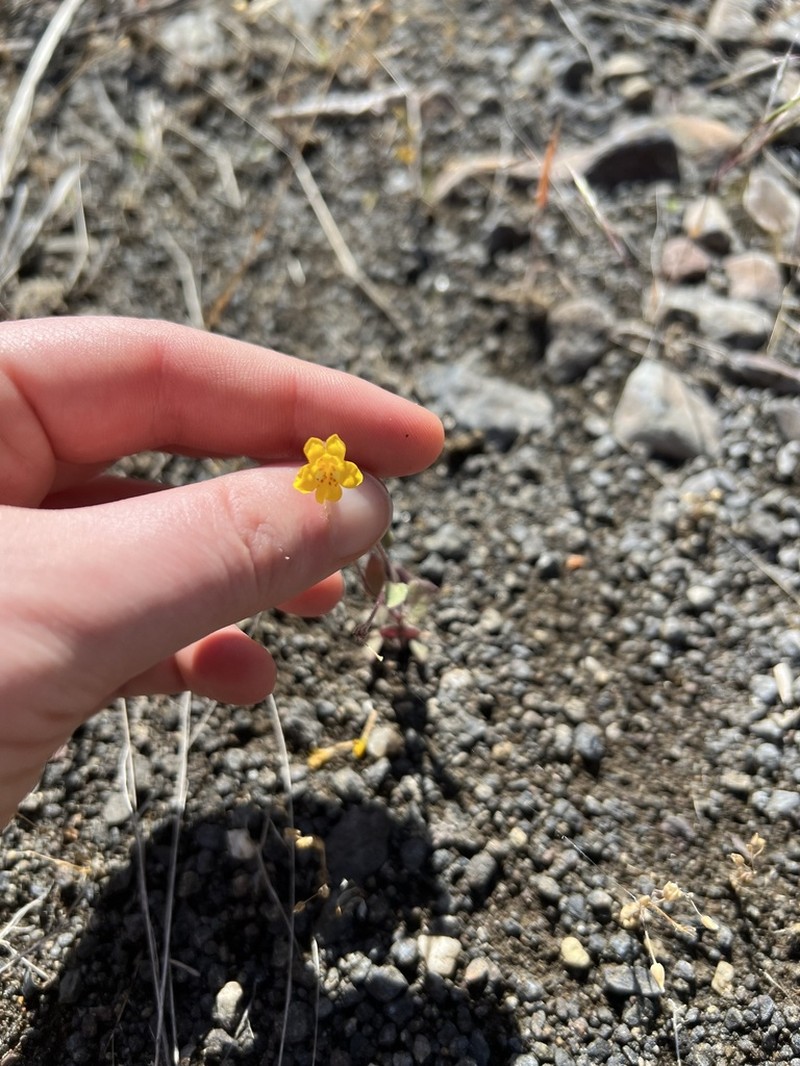 Washington Monkeyflower photo 4