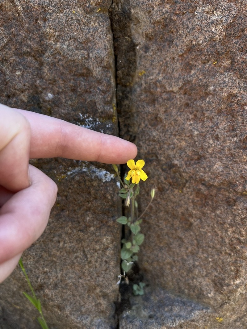 Washington Monkeyflower photo 5