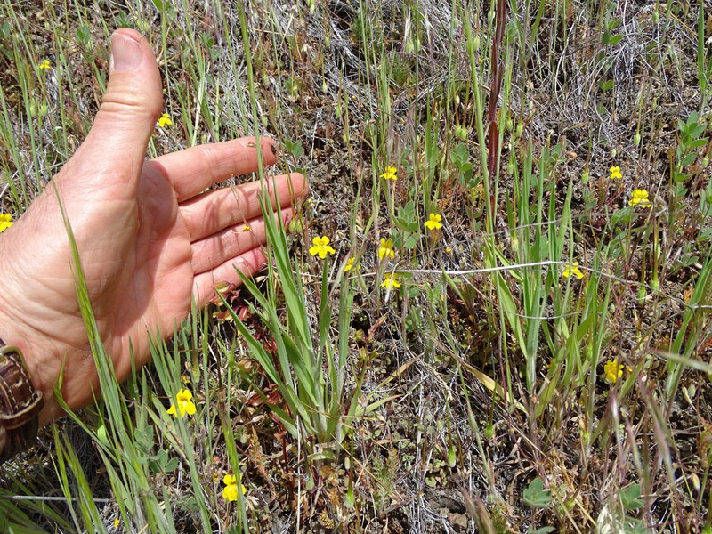 Washington Monkeyflower photo 7