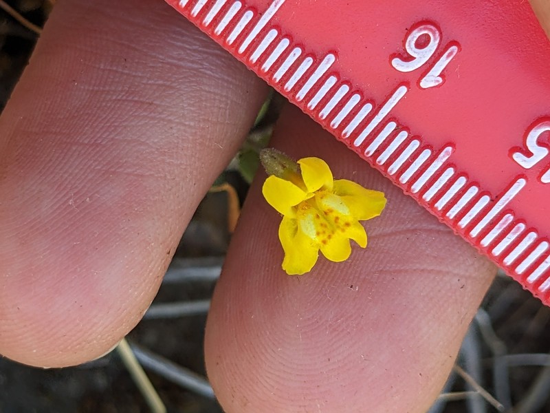 Washington Monkeyflower photo 8