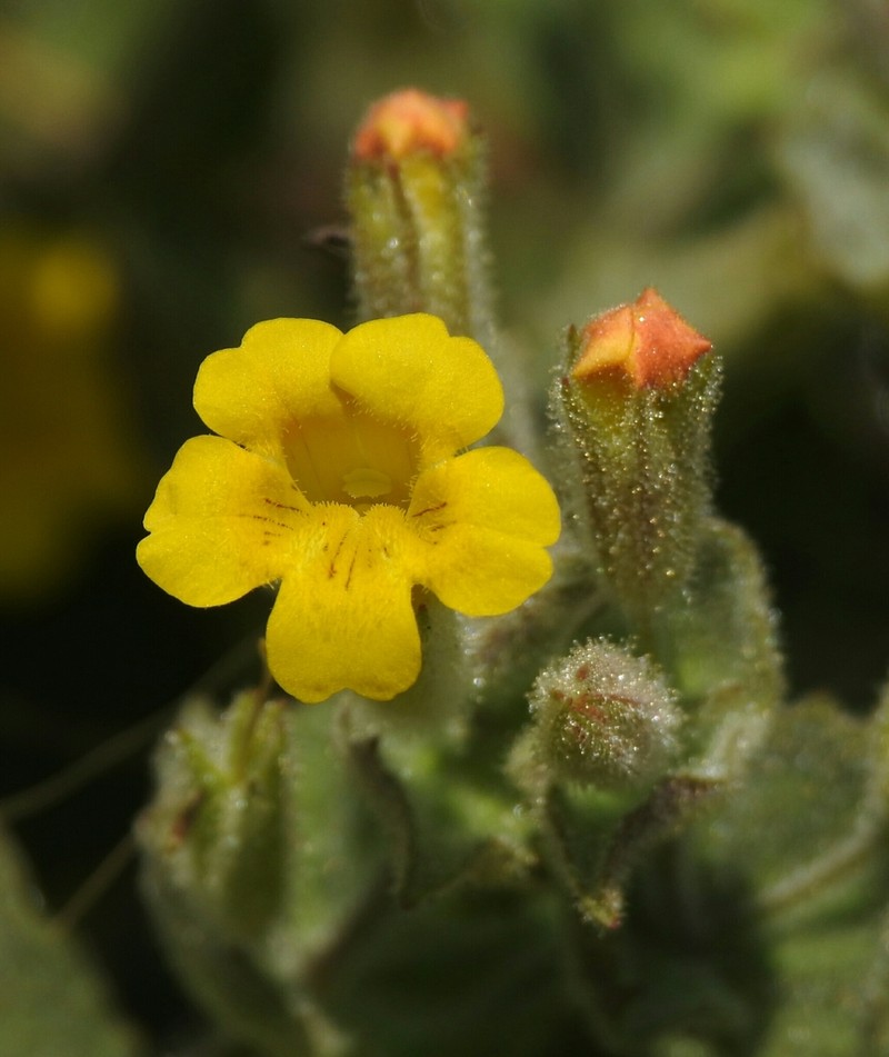 Erythranthe willisii