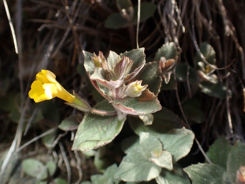 Erythranthe willisii photo 2