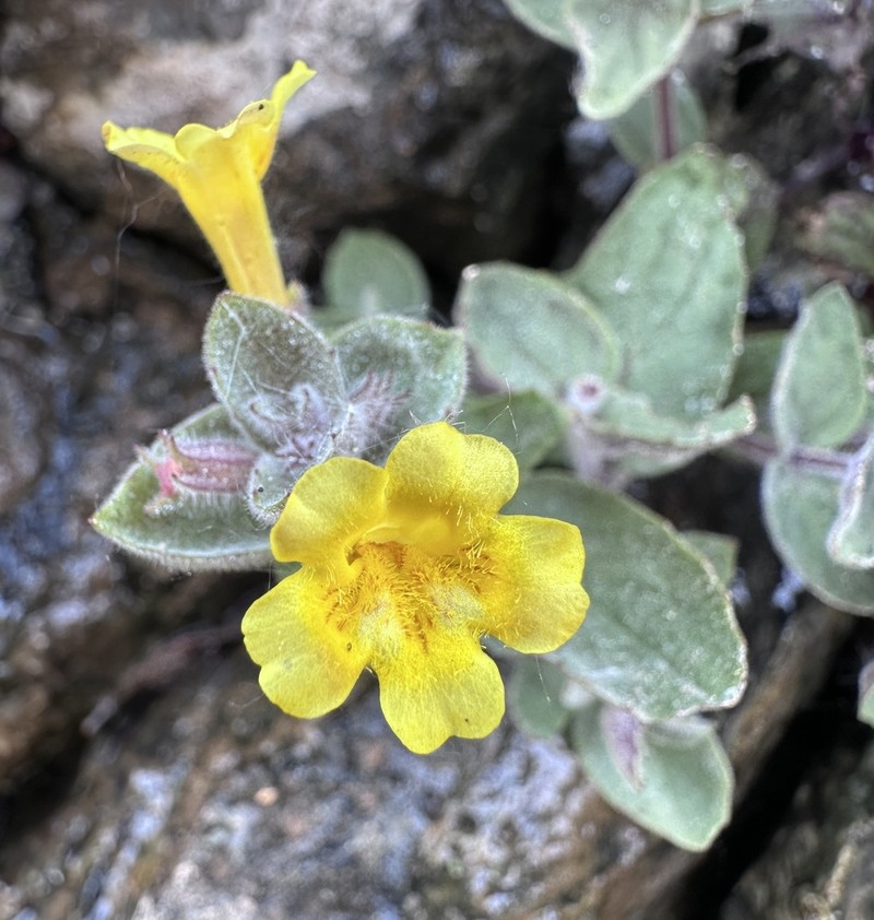 Erythranthe willisii photo 3