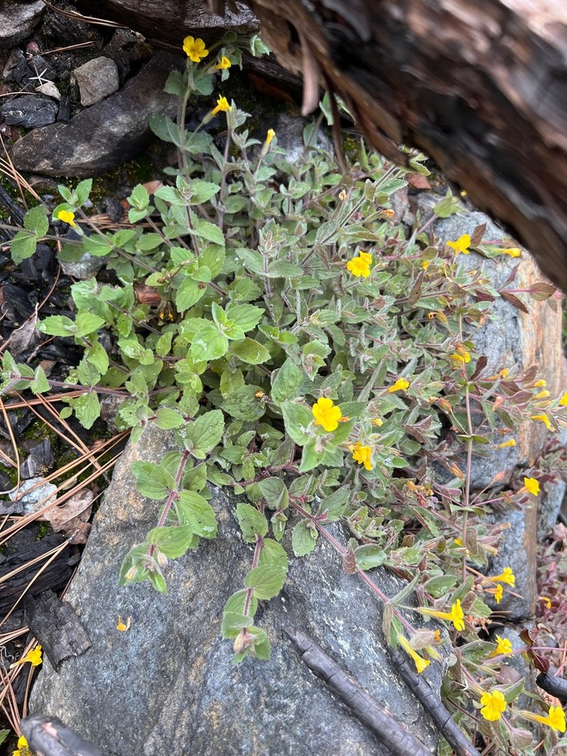 Erythranthe willisii photo 5
